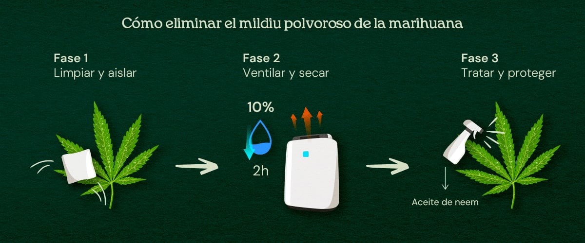 Cómo eliminar el mildiu polvoroso de la marihuana (tratamiento en 3 fases) An illustration of cannabis leaves with powdery mildew, showing a 3-phase cure process including removal, treatment, and prevention, set against a neutral background.
