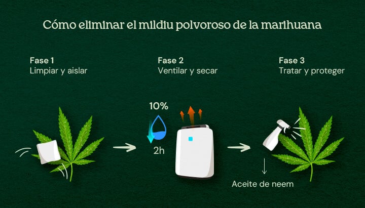 Cómo eliminar el mildiu polvoroso de la marihuana (tratamiento en 3 fases) Una ilustración de hojas de cannabis con oídio, mostrando un proceso de cura en 3 fases que incluye eliminación, tratamiento y prevención, sobre un fondo neutro.