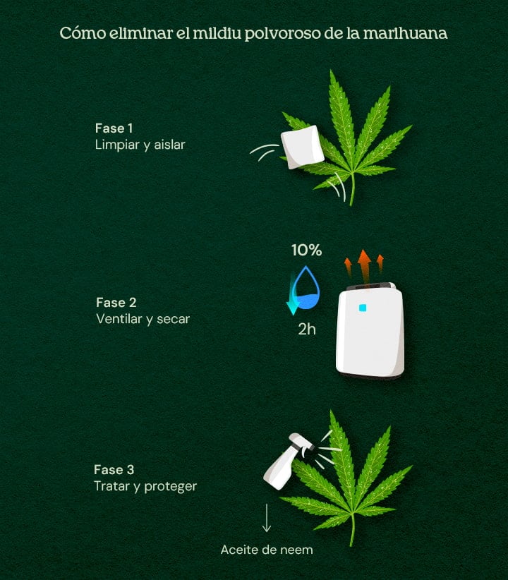 Cómo eliminar el mildiu polvoroso de la marihuana (tratamiento en 3 fases) Una ilustración de hojas de cannabis con oídio, mostrando un proceso de cura en 3 fases que incluye eliminación, tratamiento y prevención, sobre un fondo neutro.