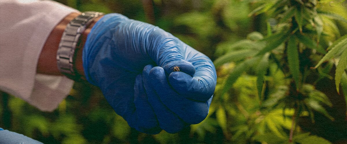 Cómo Evitar Problemas de Polinización: Imagen de Sacos de Polen Primer plano de una planta de cannabis macho con sacos de polen, mostrando cómo evitar problemas de polinización en un fondo verde oscuro, ideal para consejos de cultivo de cannabis.