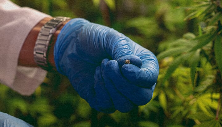 Cómo Evitar Problemas de Polinización: Imagen de Sacos de Polen Primer plano de una planta de cannabis macho con sacos de polen, mostrando cómo evitar problemas de polinización en un fondo verde oscuro, ideal para consejos de cultivo de cannabis.