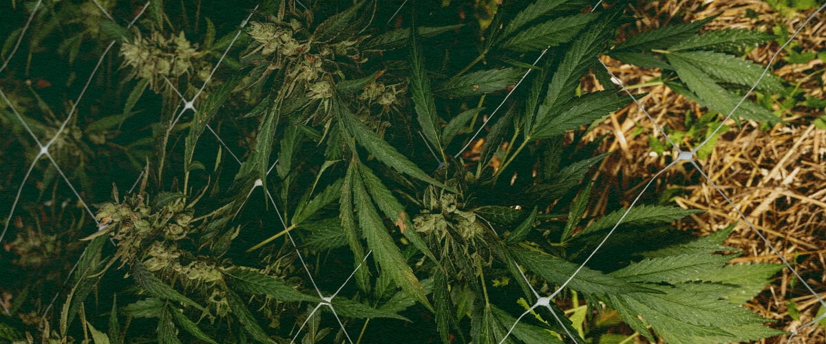 Planta de cannabis con acolchado y red, mostrando 5 pasos para cuidar el suelo en invierno con aislamiento y protección, ideal para guías de cultivo de cannabis.