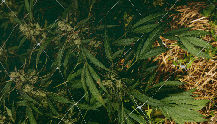 Planta de cannabis con acolchado y red, mostrando 5 pasos para cuidar el suelo en invierno con aislamiento y protección, ideal para guías de cultivo de cannabis.