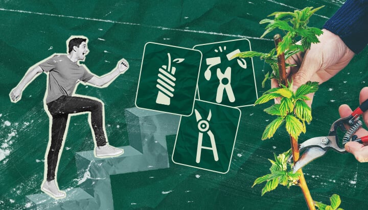 Cómo Injertar Plantas de Cannabis: Tu Tutorial Paso a Paso Aprende cómo injertar plantas de cannabis con nuestra guía paso a paso. Descubre el equipo necesario, cómo elegir el mejor portainjerto y vástago, y sigue nuestro tutorial de injerto.