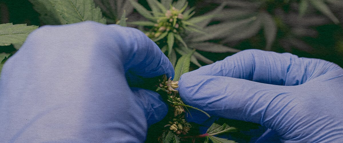 Cómo Introducir Polen de Marijuana: Imagen de Sacos de Polen Primer plano de una planta de cannabis macho con sacos de polen, demostrando cómo recolectar polen para polinizar una planta hembra en un fondo verde oscuro, ideal para guías de reproducción de cannabis.