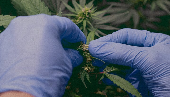 Cómo Introducir Polen de Marijuana: Imagen de Sacos de Polen Primer plano de una planta de cannabis macho con sacos de polen, demostrando cómo recolectar polen para polinizar una planta hembra en un fondo verde oscuro, ideal para guías de reproducción de cannabis.