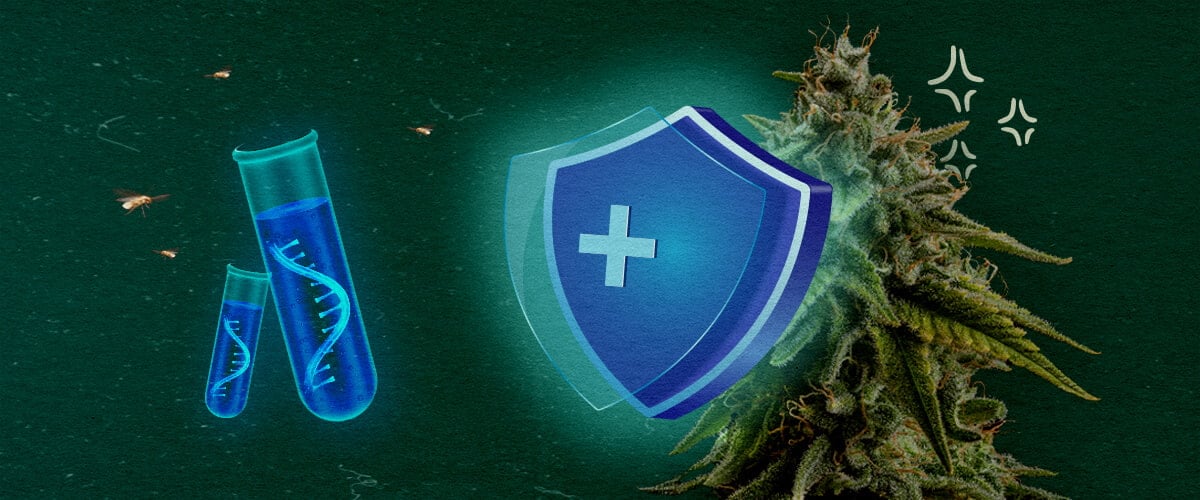 Prevenir CCYV en cultivos de cannabis Planta de cannabis con escudo protector y tubos de ensayo en fondo verde, ilustrando la prevención de CCYV en cultivos de cannabis.