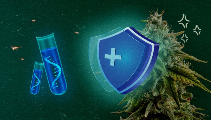Prevenir CCYV en cultivos de cannabis Planta de cannabis con escudo protector y tubos de ensayo en fondo verde, ilustrando la prevención de CCYV en cultivos de cannabis.