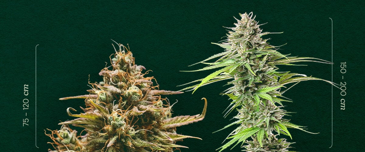Autofloreciente vs. Fotoperiodo: Comparando el Tamaño de las Plantas Tamaño Autofloreciente vs. Fotoperiodo: Observa la diferencia de altura típica entre las plantas de cannabis autoflorecientes (75-120cm) y de fotoperiodo (150-200cm). Aprende a distinguirlas.