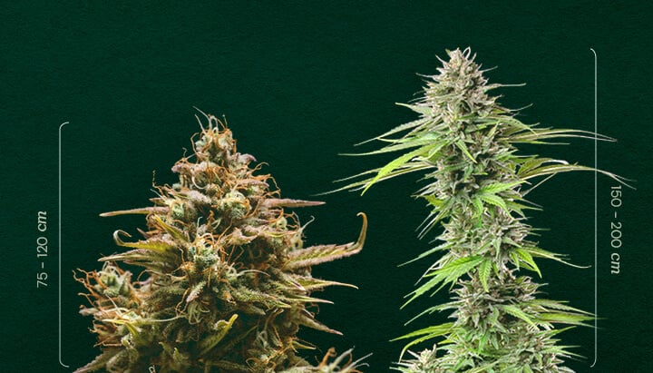 Autofloreciente vs. Fotoperiodo: Comparando el Tamaño de las Plantas Tamaño Autofloreciente vs. Fotoperiodo: Observa la diferencia de altura típica entre las plantas de cannabis autoflorecientes (75-120cm) y de fotoperiodo (150-200cm). Aprende a distinguirlas.
