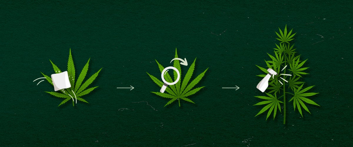 Ilustración de métodos de aplicación de cannabis: spray, wipe o fog, diseño verde y blanco en fondo oscuro.