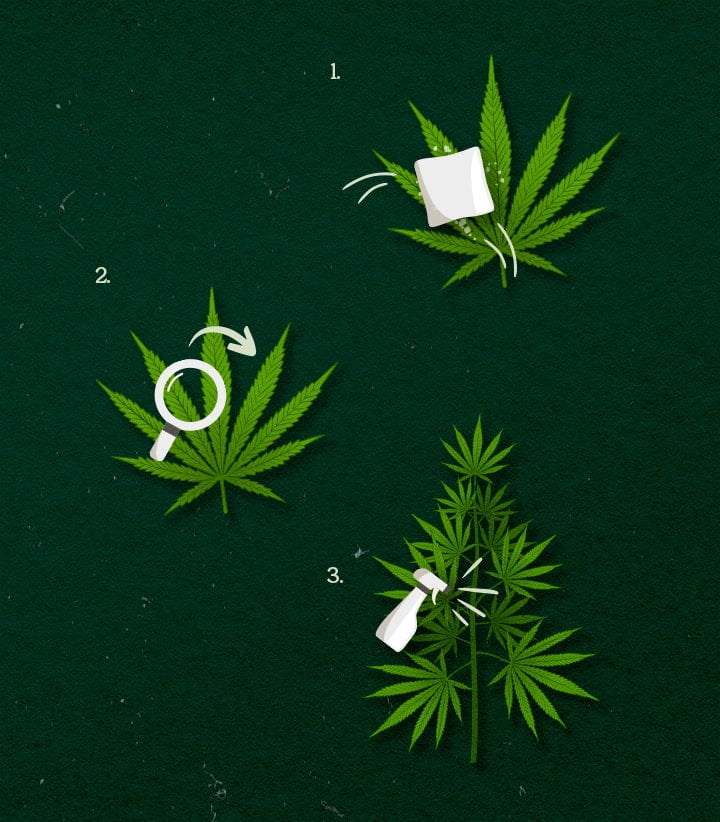Ilustración de métodos de aplicación de cannabis: spray, wipe o fog, diseño verde y blanco en fondo oscuro.