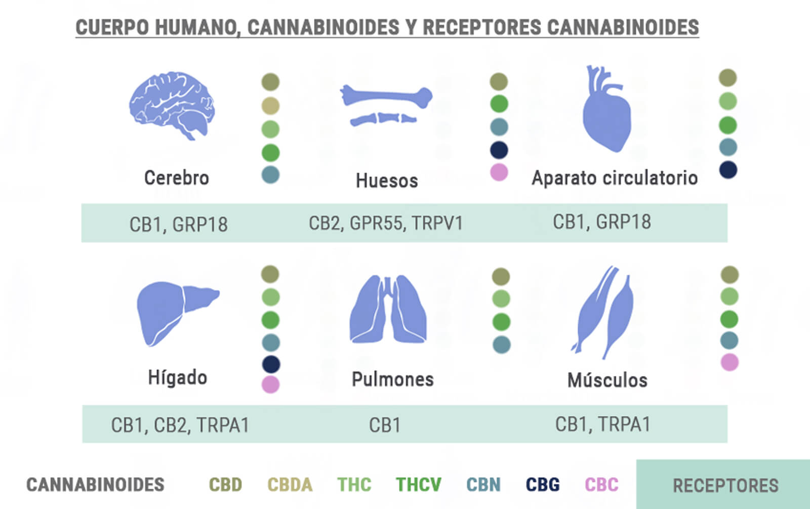 Body, Cannabinoids and Receptors