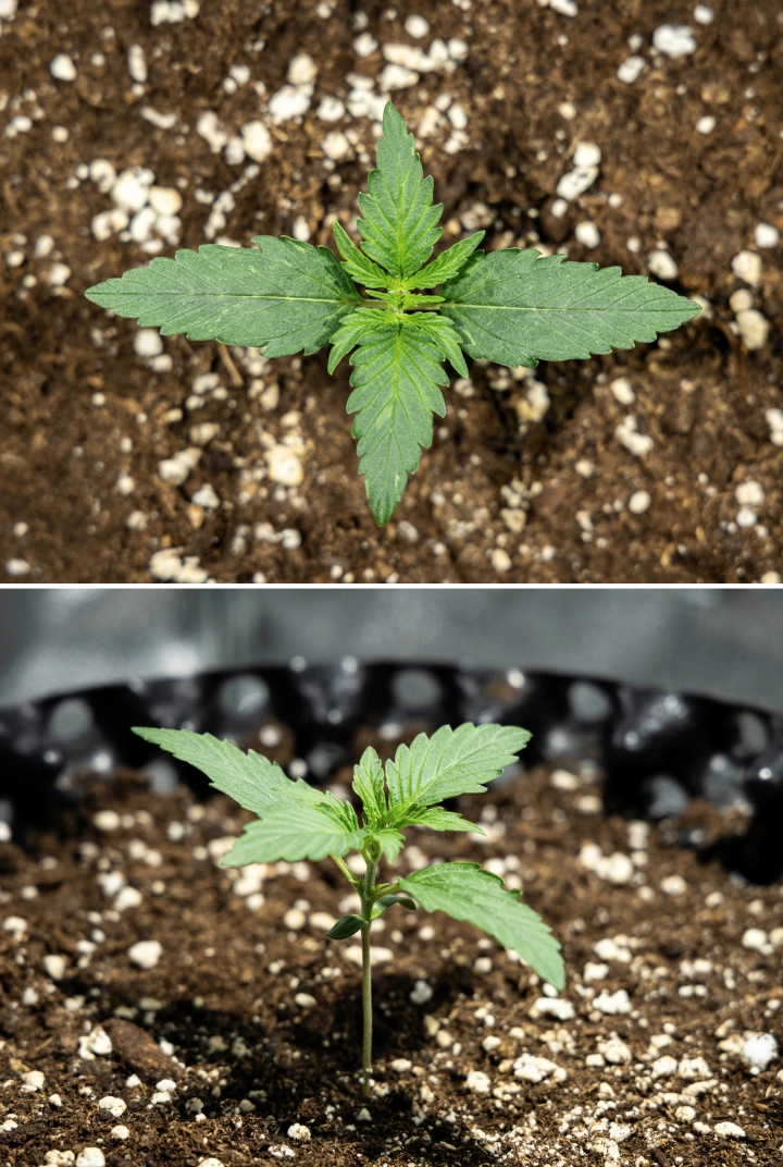 Plántula de cannabis Hyperion F1 durante la semana 1 del grow report, mostrando crecimiento vegetativo temprano, hojas verdes saludables, desarrollo de un tallo resistente y tierra rica en perlita.