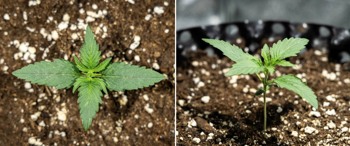Plántula de cannabis Hyperion F1 durante la semana 1 del grow report, mostrando crecimiento vegetativo temprano, hojas verdes saludables, desarrollo de un tallo resistente y tierra rica en perlita.