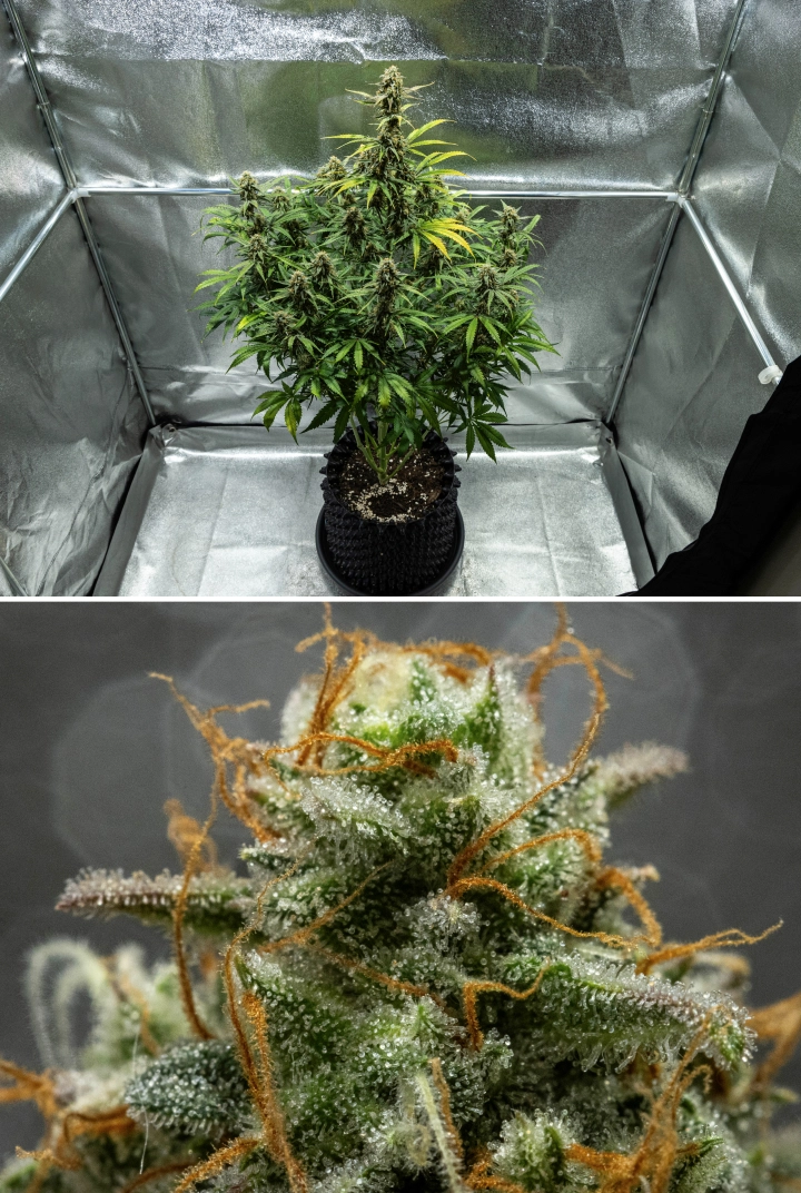 Planta de cannabis Hyperion F1 durante la semana 10 del grow report, mostrando cogollos resinosos listos para cosechar, cobertura escarchada de tricomas, pistilos naranjas, hojas en proceso de decoloración y maduración final dentro de un armario de cultivo.