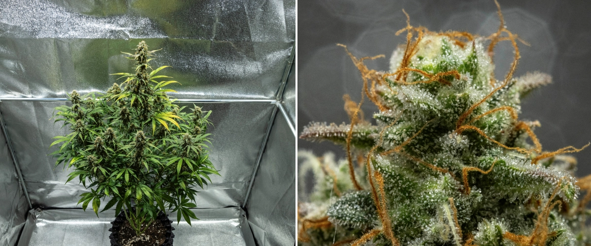 Planta de cannabis Hyperion F1 durante la semana 10 del grow report, mostrando cogollos resinosos listos para cosechar, cobertura escarchada de tricomas, pistilos naranjas, hojas en proceso de decoloración y maduración final dentro de un armario de cultivo.