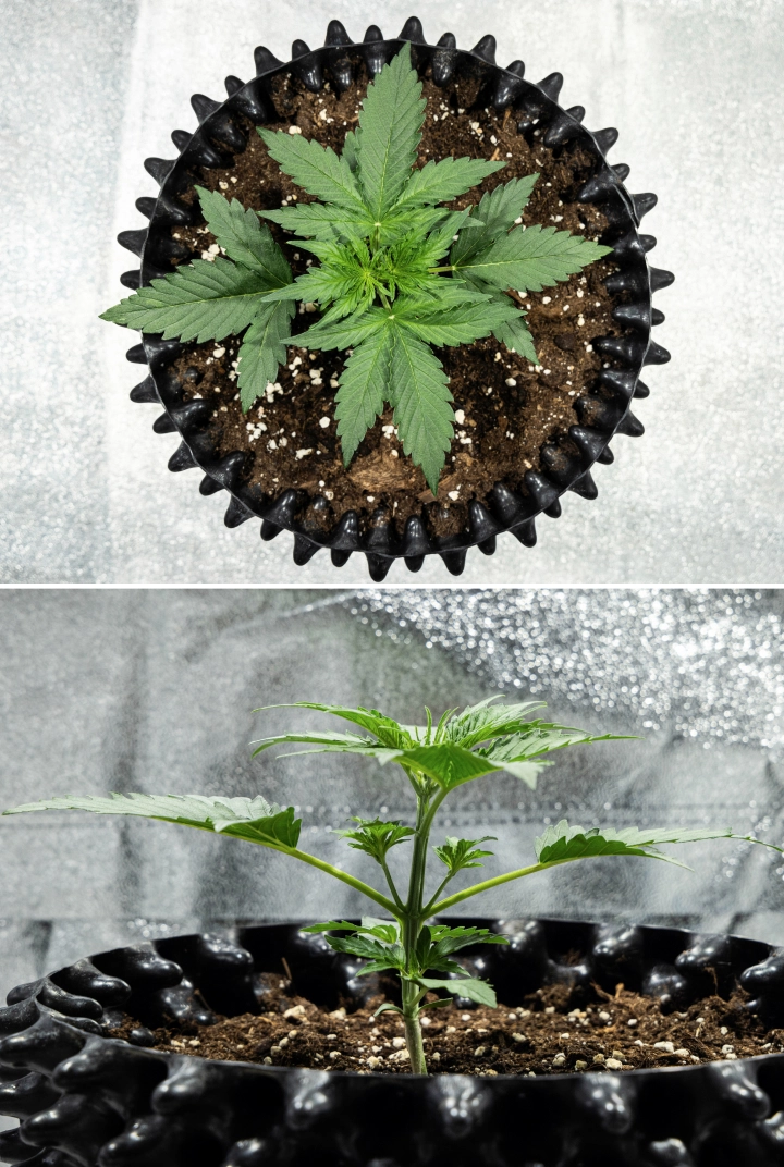 Planta de cannabis Hyperion F1 durante la semana 2 del grow report, mostrando un rápido crecimiento vegetativo, follaje verde saludable, ramas en desarrollo, una estructura de tallo resistente y un air pot negro.