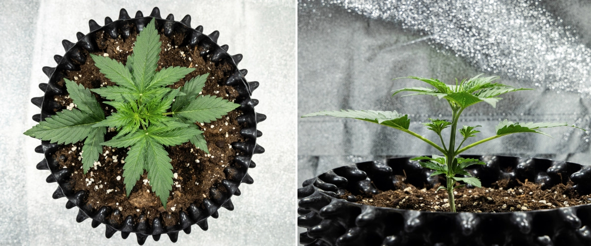 Planta de cannabis Hyperion F1 durante la semana 2 del grow report, mostrando un rápido crecimiento vegetativo, follaje verde saludable, ramas en desarrollo, una estructura de tallo resistente y un air pot negro.
