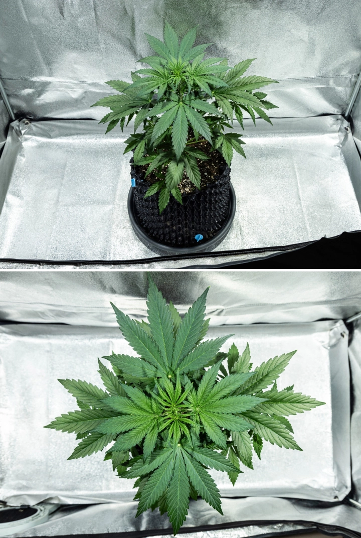 Planta de cannabis Hyperion F1 durante la semana 3 del grow report, mostrando un crecimiento vegetativo vigoroso, follaje verde denso, una fuerte ramificación, hojas de abanico anchas y un dosel saludable dentro de un armario de cultivo.