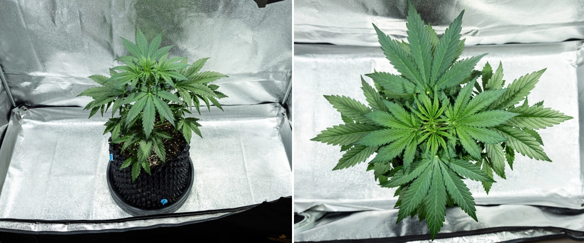 Planta de cannabis Hyperion F1 durante la semana 3 del grow report, mostrando un crecimiento vegetativo vigoroso, follaje verde denso, una fuerte ramificación, hojas de abanico anchas y un dosel saludable dentro de un armario de cultivo.