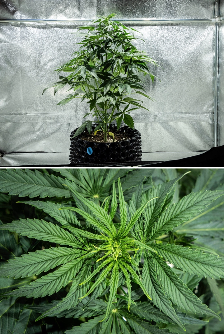 Planta de cannabis Hyperion F1 durante la semana 4 del grow report, mostrando crecimiento de inicio de floración, un fuerte estiramiento vertical, follaje verde saludable, sitios florales en desarrollo y una estructura vigorosa dentro de un armario de cultivo.