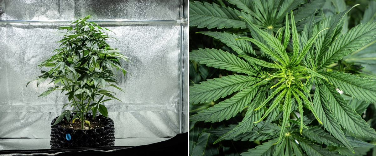Planta de cannabis Hyperion F1 durante la semana 4 del grow report, mostrando crecimiento de inicio de floración, un fuerte estiramiento vertical, follaje verde saludable, sitios florales en desarrollo y una estructura vigorosa dentro de un armario de cultivo.