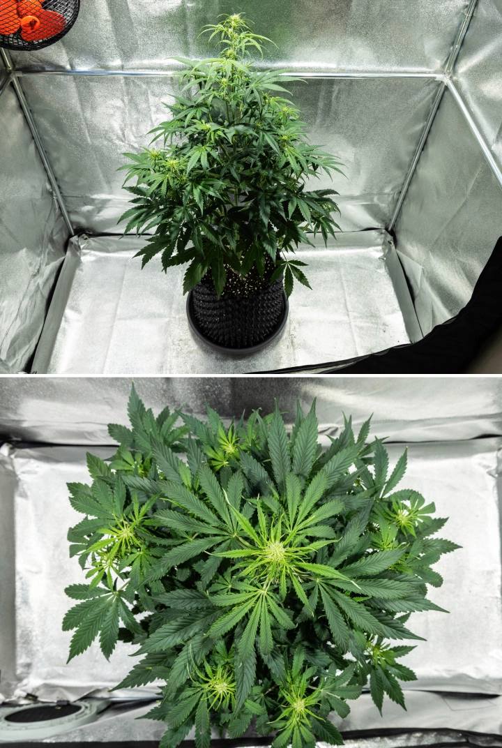 Planta de cannabis Hyperion F1 durante la semana 5 del grow report, mostrando un fuerte estiramiento en floración, follaje verde denso, múltiples sitios florales en desarrollo, ramificación vigorosa y un dosel lleno dentro de un armario de cultivo.
