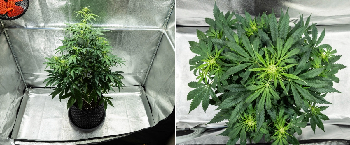 Planta de cannabis Hyperion F1 durante la semana 5 del grow report, mostrando un fuerte estiramiento en floración, follaje verde denso, múltiples sitios florales en desarrollo, ramificación vigorosa y un dosel lleno dentro de un armario de cultivo.