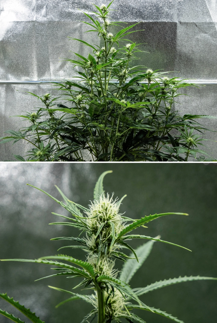 Planta de cannabis Hyperion F1 durante la semana 6 del grow report, mostrando crecimiento alto en floración, desarrollo de cogollos resinosos, pistilos blancos frescos, fuerte ramificación y follaje verde saludable dentro de un armario de cultivo.