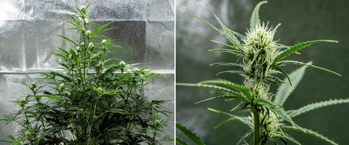 Planta de cannabis Hyperion F1 durante la semana 6 del grow report, mostrando crecimiento alto en floración, desarrollo de cogollos resinosos, pistilos blancos frescos, fuerte ramificación y follaje verde saludable dentro de un armario de cultivo.