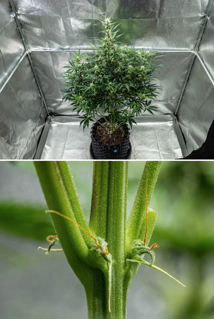 Planta de cannabis Hyperion F1 durante la semana 7 del grow report, mostrando crecimiento alto en floración, cogollos resinosos en desarrollo, primeros pistilos naranjas, tallos fuertes y síntomas visibles de carencia de CalMag dentro de un armario de cultivo.