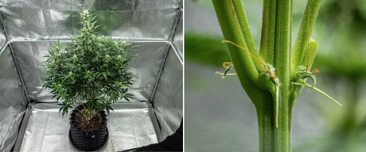Planta de cannabis Hyperion F1 durante la semana 7 del grow report, mostrando crecimiento alto en floración, cogollos resinosos en desarrollo, primeros pistilos naranjas, tallos fuertes y síntomas visibles de carencia de CalMag dentro de un armario de cultivo.