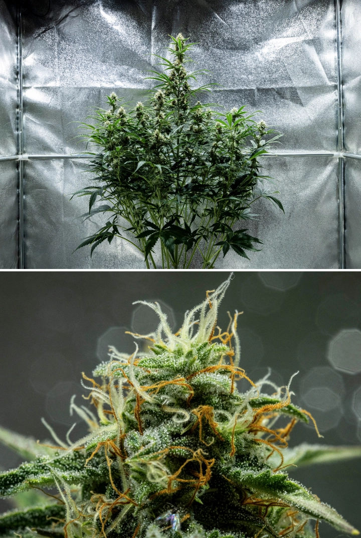 Planta de cannabis Hyperion F1 durante la semana 8 del grow report, mostrando cogollos pegajosos y resinosos, una cobertura escarchada de tricomas, pistilos naranjas y blancos, colas altas en floración y desarrollo de floración tardía dentro de un armario de cultivo.