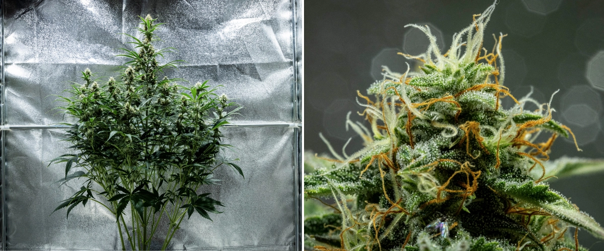 Planta de cannabis Hyperion F1 durante la semana 8 del grow report, mostrando cogollos pegajosos y resinosos, una cobertura escarchada de tricomas, pistilos naranjas y blancos, colas altas en floración y desarrollo de floración tardía dentro de un armario de cultivo.