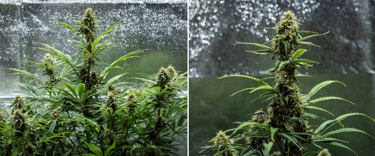 Planta de cannabis Hyperion F1 durante la semana 9 del grow report, mostrando colas maduras en floración, cogollos resinosos, pistilos naranjas, hojas en proceso de decoloración y maduración final dentro de un armario de cultivo.