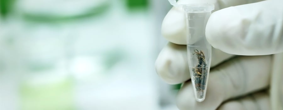 Laboratorio cannabis aceite oxford fondos investigación científica