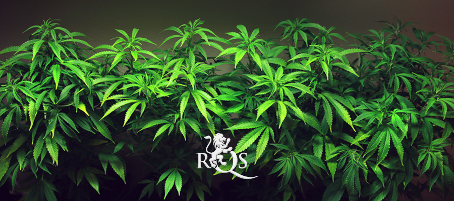 northern light royal queen seeds cultivo