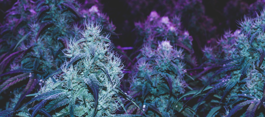 Luz ultravioleta cultivo de cannabis nutrientes etapa vegetativa