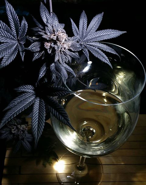 LEGALIZACIÓN DEL CANNABIS DE VINO TERPENES ENZIMAS