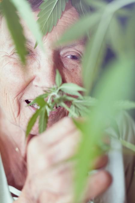 La cepa Parkinson cannabis Royal Queen Médico El dolor crónico Alzheimer Artritis Depresión
