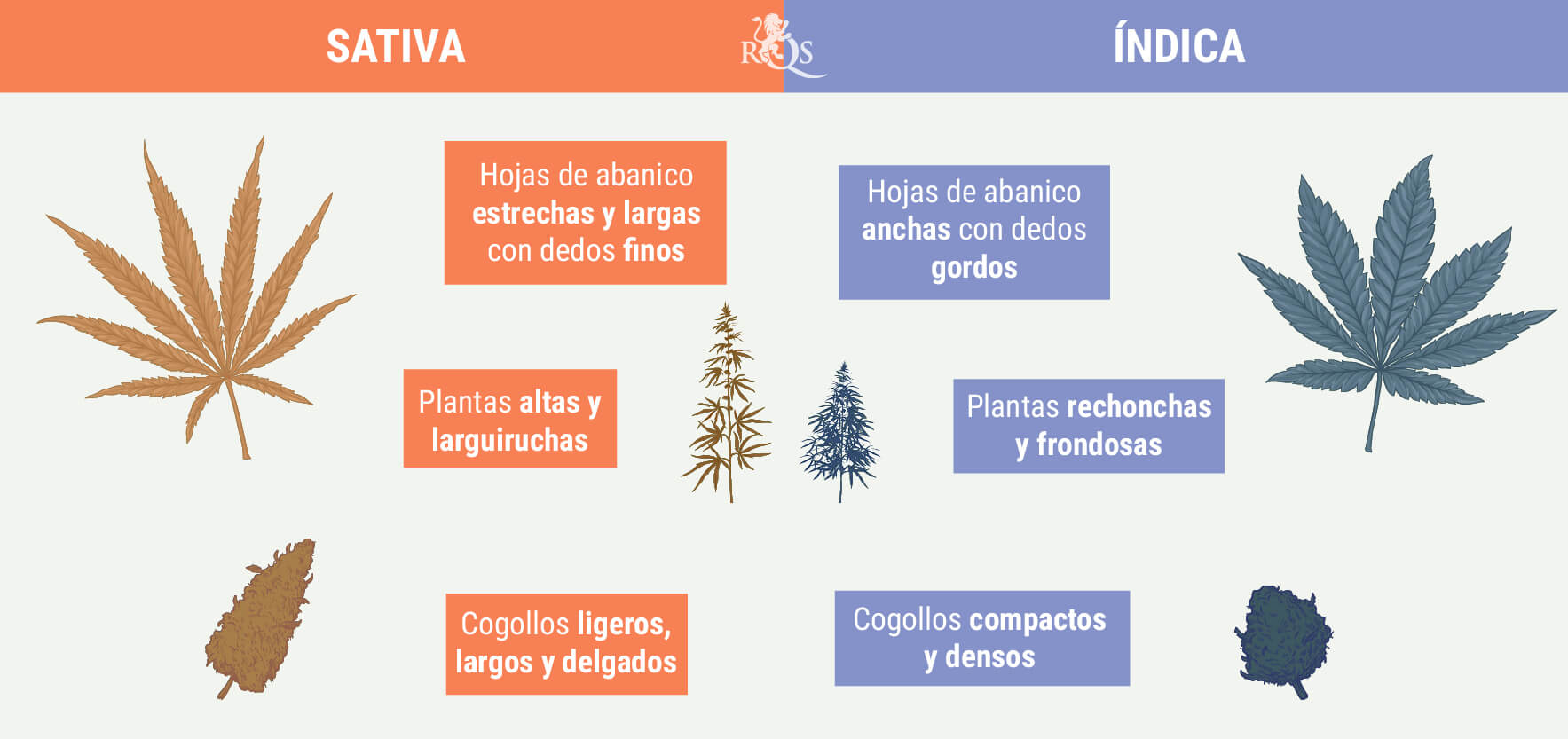 CÓMO DIFERENCIAR INDICA DE SATIVA CÓMO DIFERENCIAR INDICA DE SATIVA