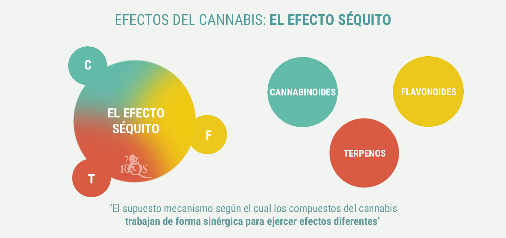 ¿PRODUCEN EFECTOS DIFERENTES LAS ÍNDICAS Y LAS SATIVAS? ¿PRODUCEN EFECTOS DIFERENTES LAS ÍNDICAS Y LAS SATIVAS?