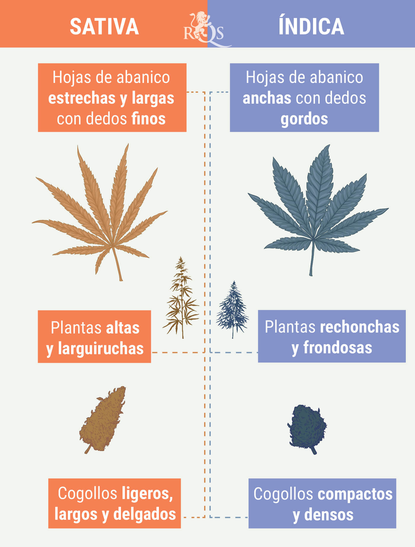CÓMO DIFERENCIAR INDICA DE SATIVA CÓMO DIFERENCIAR INDICA DE SATIVA