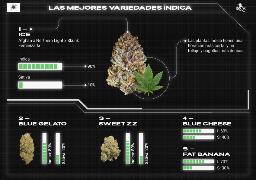 Top RQS Indica Strains