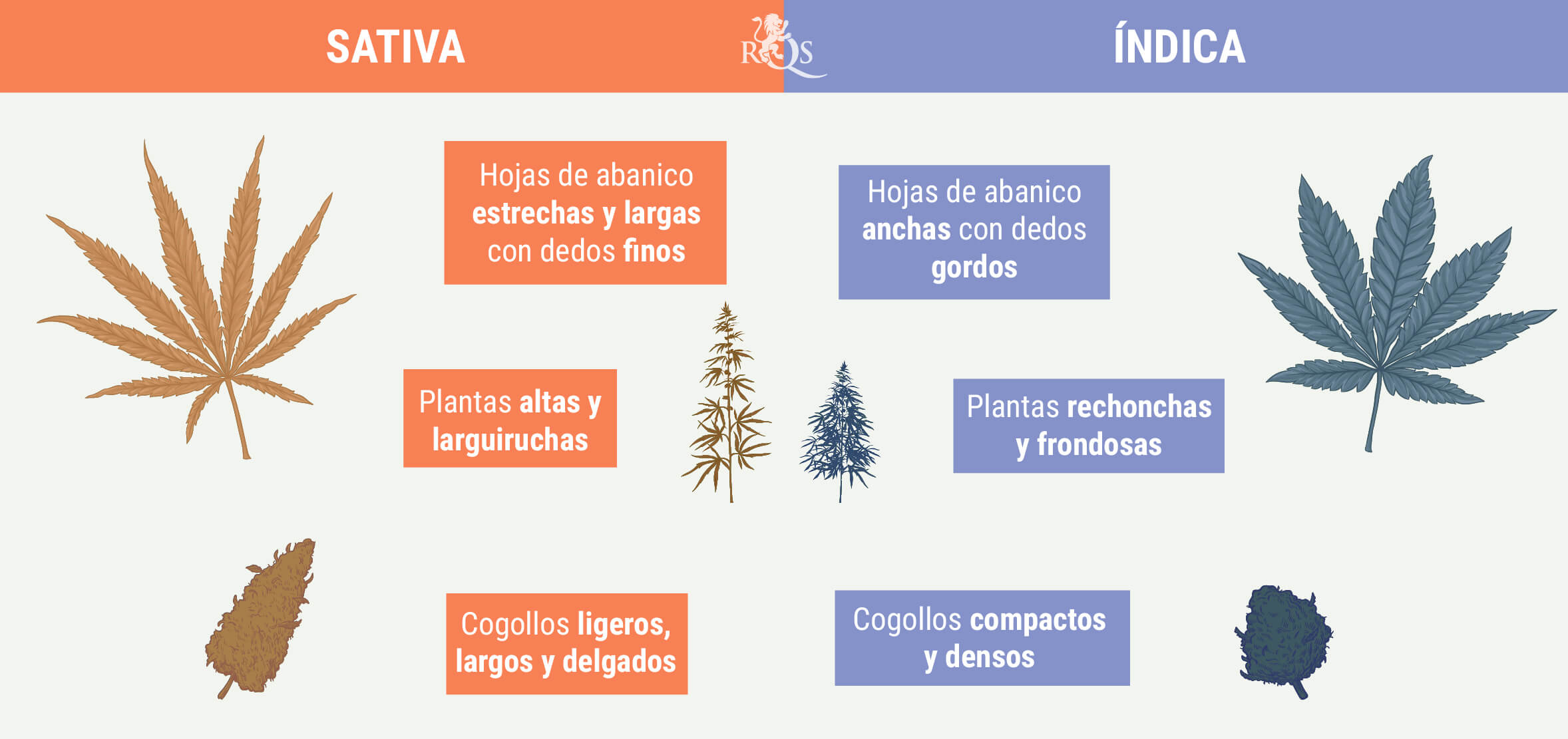 CÓMO DIFERENCIAR INDICA DE SATIVA