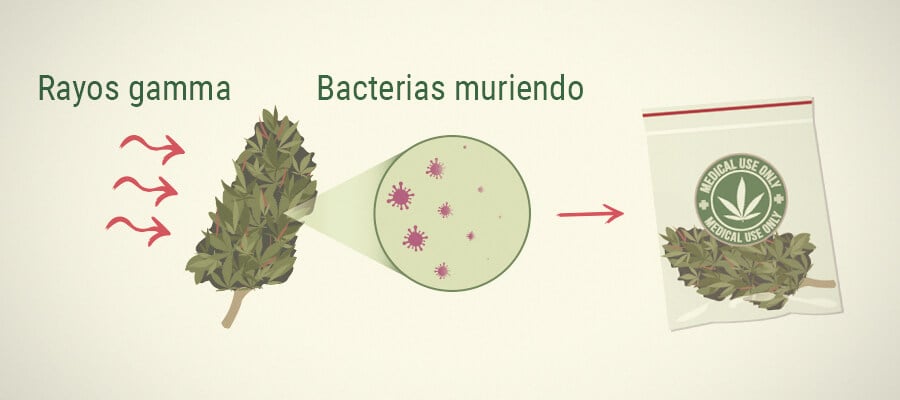 Moho En La Marihuana Medicinal: Irradiación