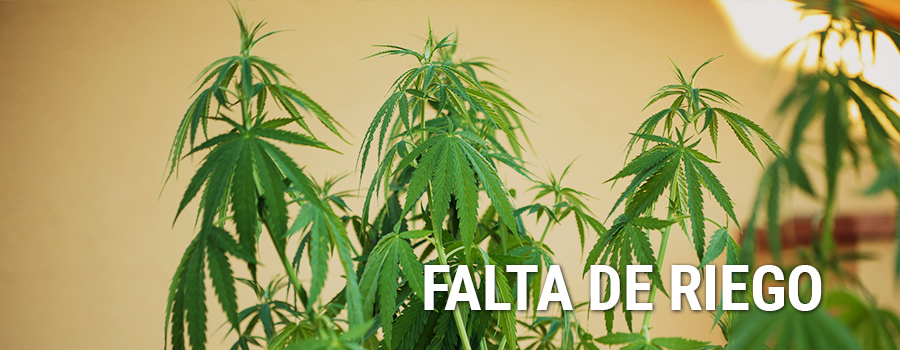 Falta Riego Cannabis Falta Riego Cannabis
