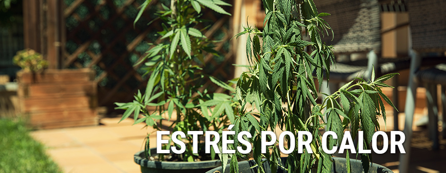 Estrés Por Calor Cannabis Estrés Por Calor Cannabis