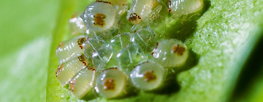 Microácaros En Cannabis Plantas